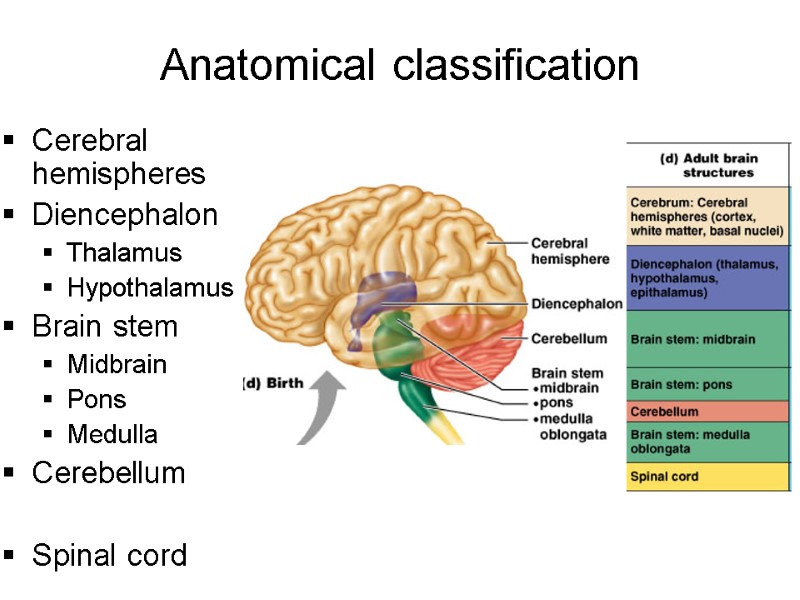 Anatomical classification Cerebral hemispheres Diencephalon Thalamus Hypothalamus Brain stem Midbrain Pons Medulla Cerebellum 